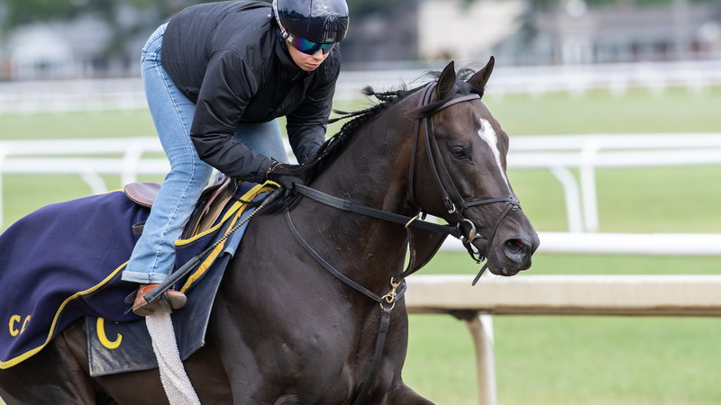 A thoroughbred and rider working on a turf course in morning training